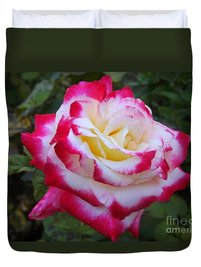 Flower Duvet Cover featuring the photograph White rose with pink Texture Hybrid by Lingfai Leung
