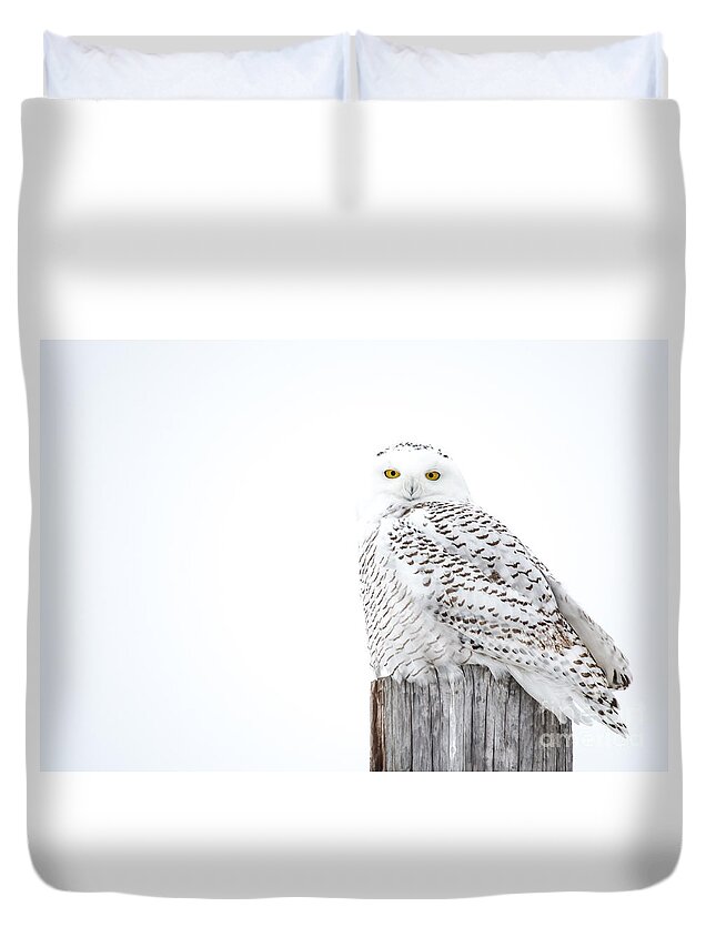 Field Duvet Cover featuring the photograph White Snowy Owl by Cheryl Baxter
