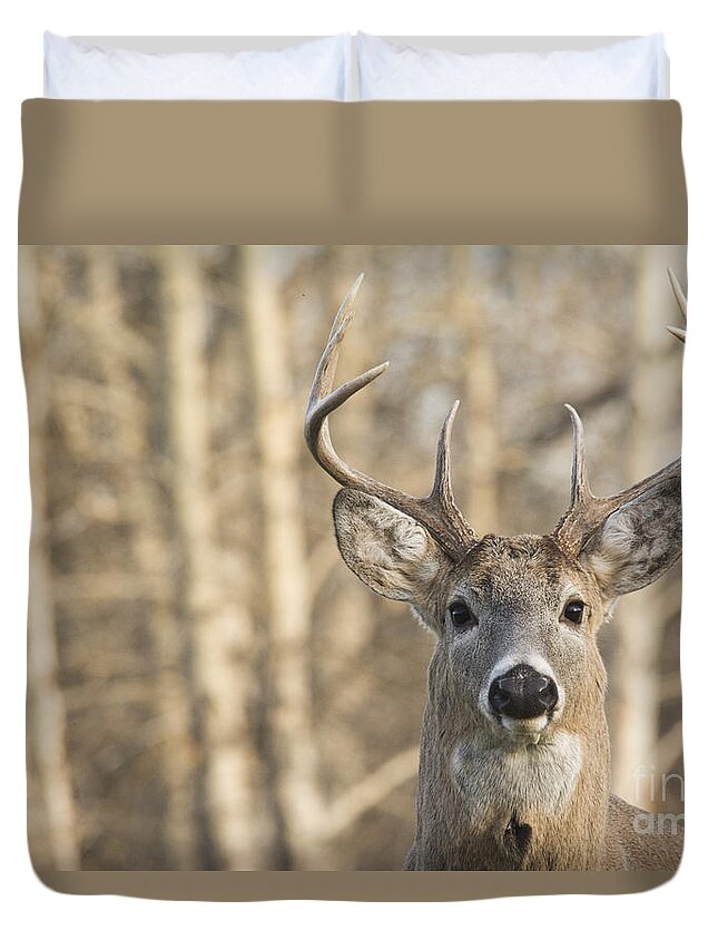 Deer Duvet Cover featuring the photograph White-tailed Buck by Gary Beeler