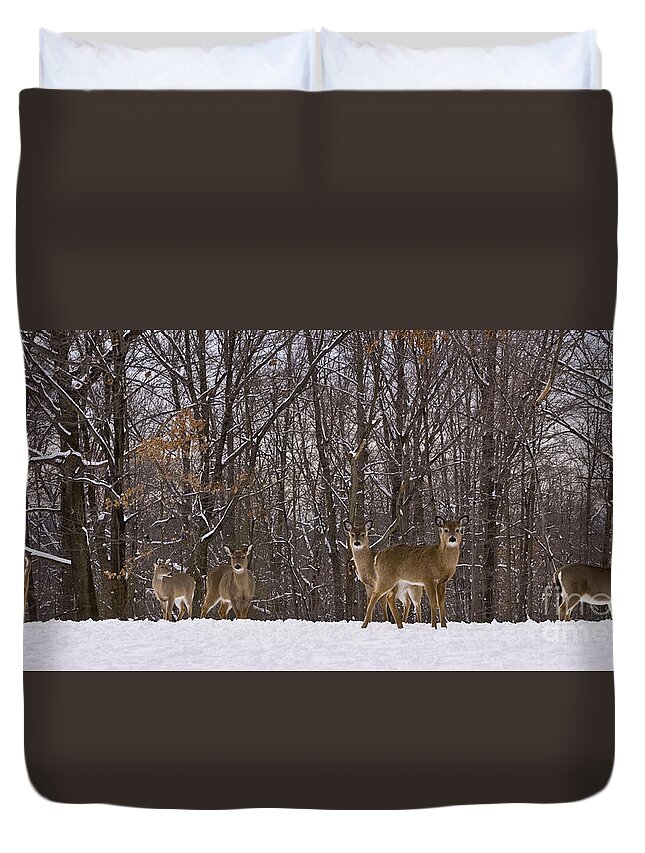 Deer Duvet Cover featuring the photograph White Tailed Deer by Anthony Sacco
