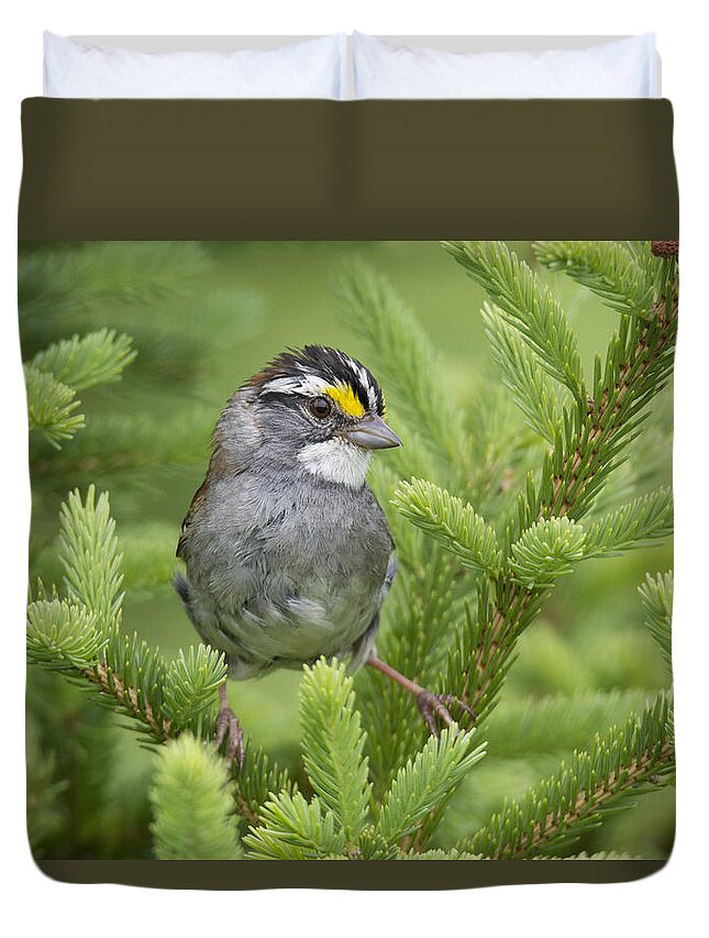 White Throated Sparrow Male In Breeding Duvet Cover For Sale By