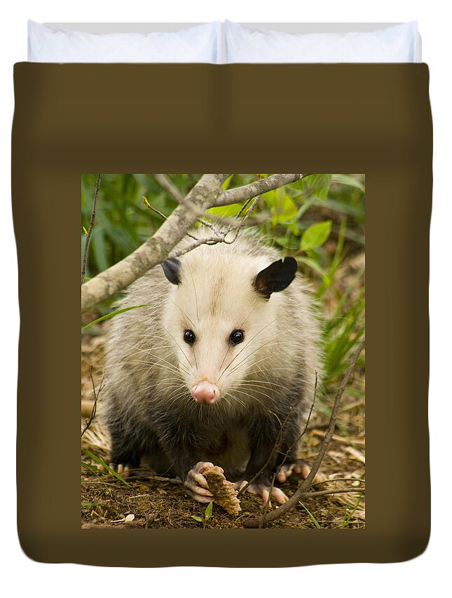 Opossum Duvet Cover featuring the photograph Who Says Possums Are Ugly by Kathy Clark