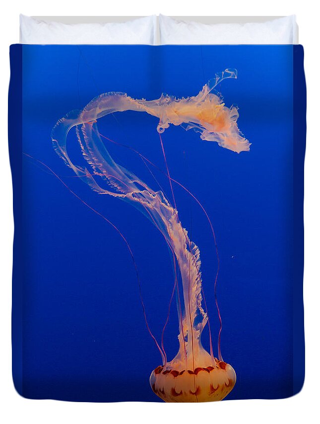 Jellyfish Duvet Cover featuring the photograph Who what where when Purple Striped Jelly 1 by Scott Campbell
