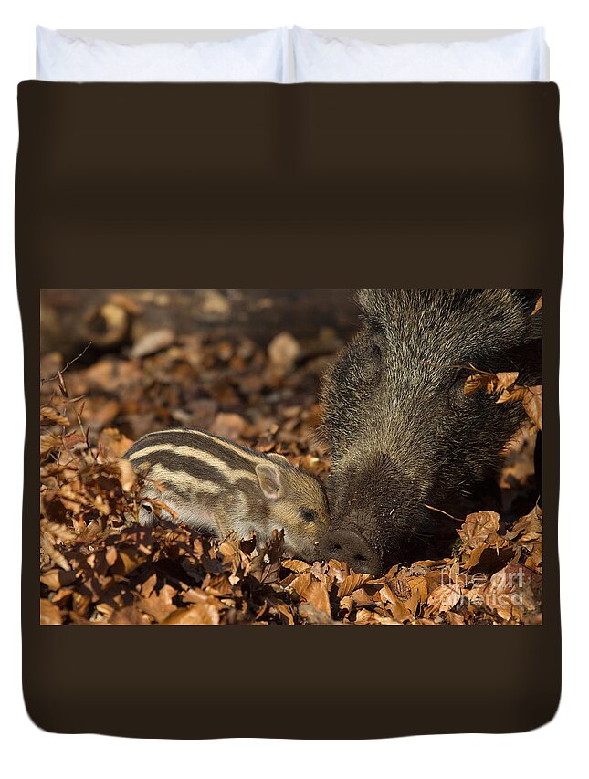 European Wild Boar Duvet Cover featuring the photograph Wild Boar And Piglet by Helmut Pieper