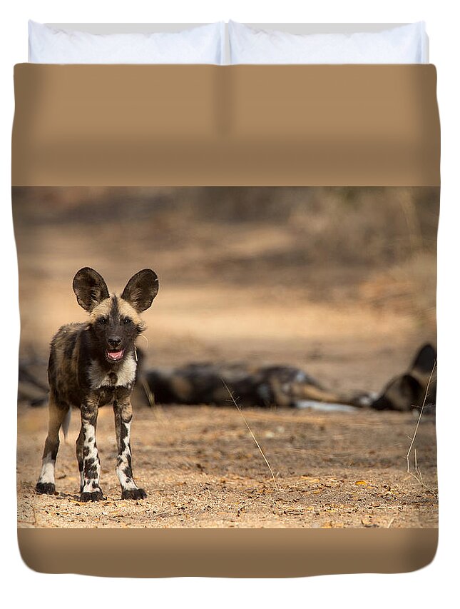 African Wild Dog Duvet Cover featuring the photograph Wild Dog Puppy by Max Waugh