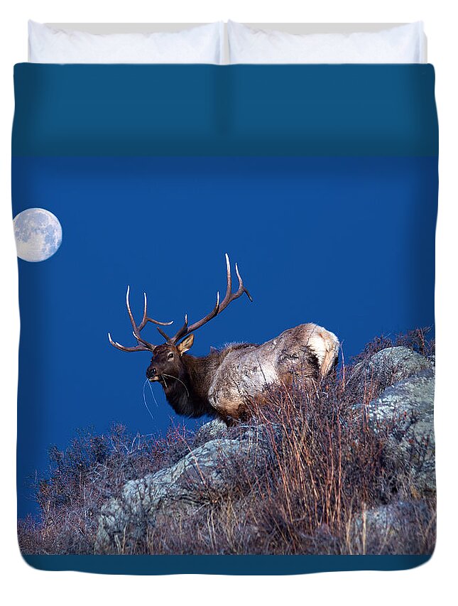 Elk Duvet Cover featuring the photograph Wild Moon by Shane Bechler