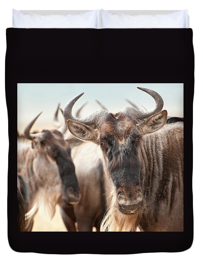 Horned Duvet Cover featuring the photograph Wildebeest Connochaetes by Ignacio Palacios