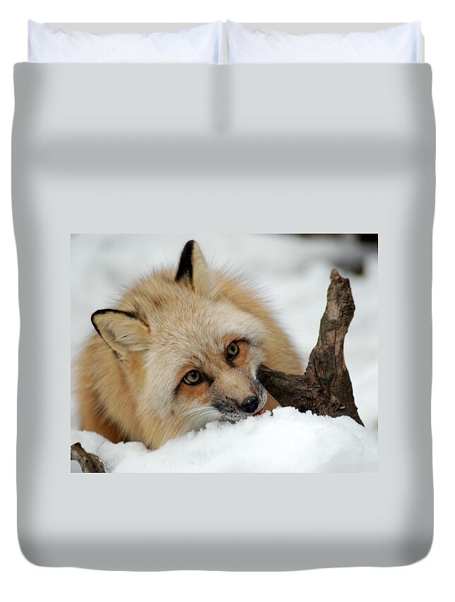 Fox Duvet Cover featuring the photograph Winter Fox 2 by Richard Bryce and Family