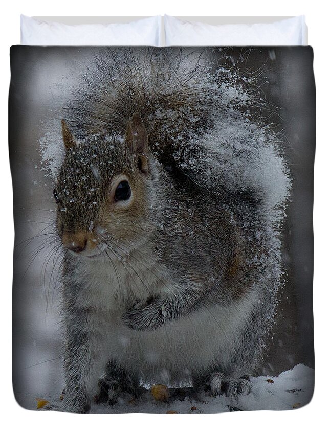 Sandra Clark Duvet Cover featuring the photograph Winter Squirrel 1 by Sandra Clark