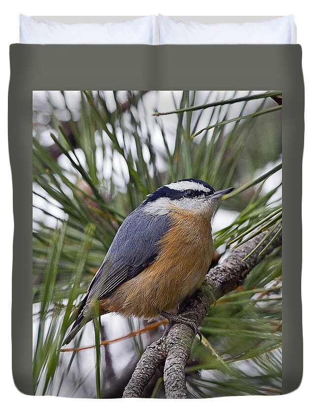 Red Breasted Nuthatch Duvet Cover featuring the photograph Winter Visitor - Red Breasted Nuthatch by John Vose