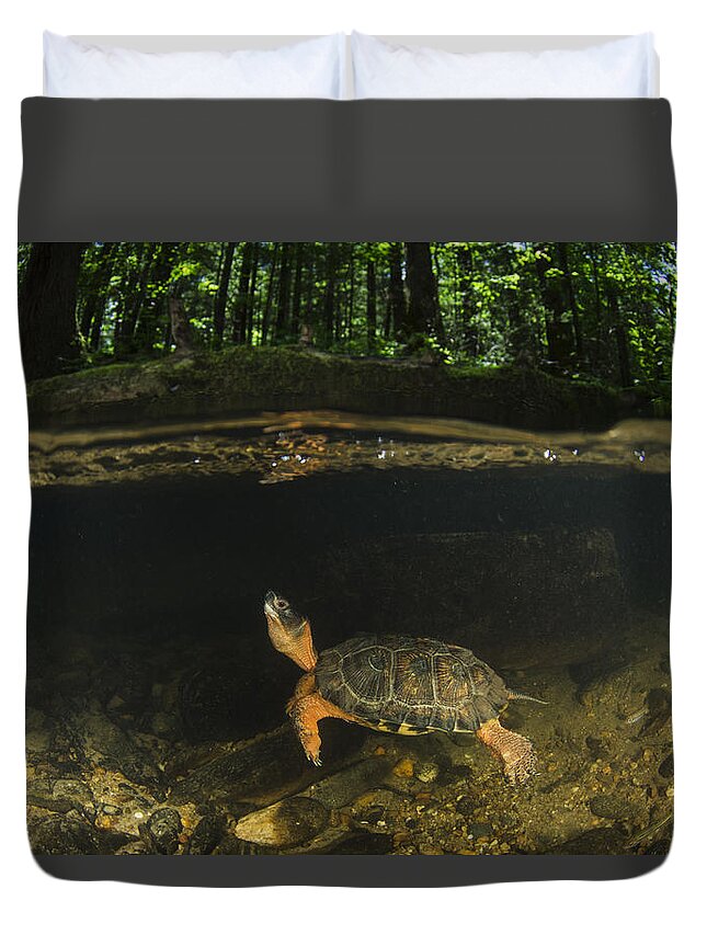 Pete Oxford Duvet Cover featuring the photograph Wood Turtle Swimming North America by Pete Oxford