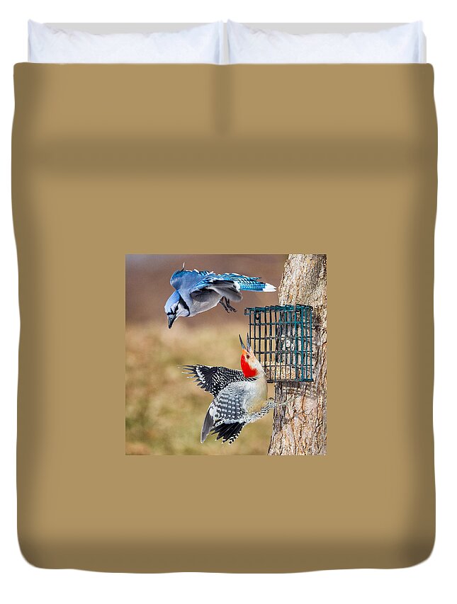 Bluejay Duvet Cover featuring the photograph Woodpeckers And Blue Jays Square by Bill Wakeley