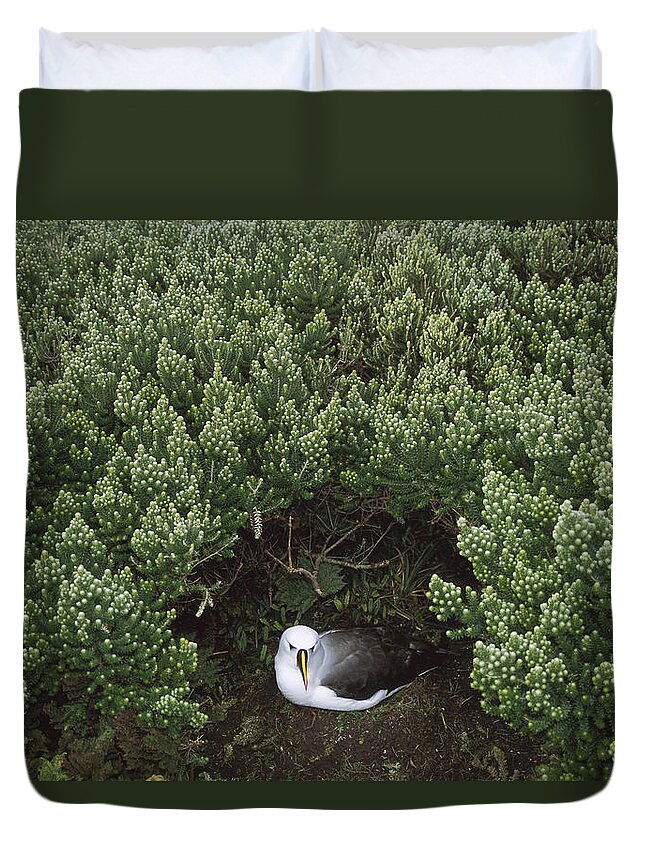 Feb0514 Duvet Cover featuring the photograph Yellow-nosed Albatross Under Island by Tui De Roy