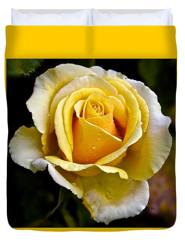 Rose Duvet Cover featuring the photograph Yellow Rose With Dewdrops by Venetia Featherstone-Witty