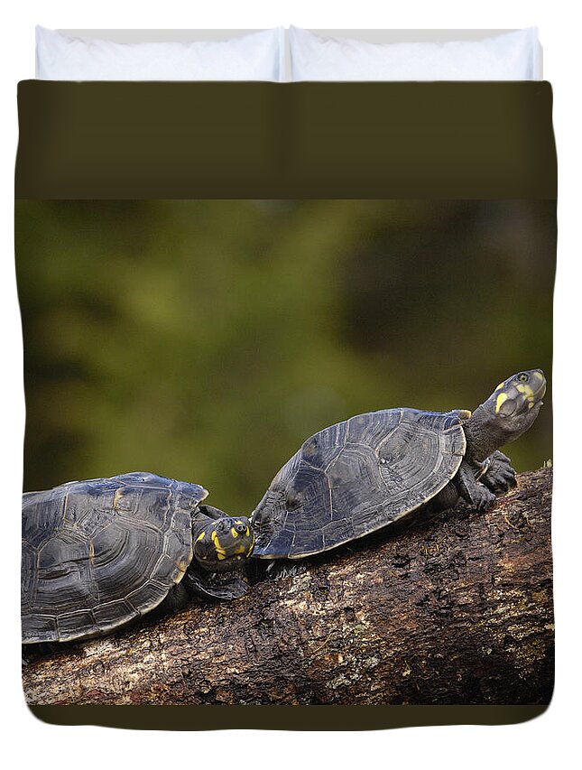 Feb0514 Duvet Cover featuring the photograph Yellow-spotted Amazon River Turtles by Pete Oxford