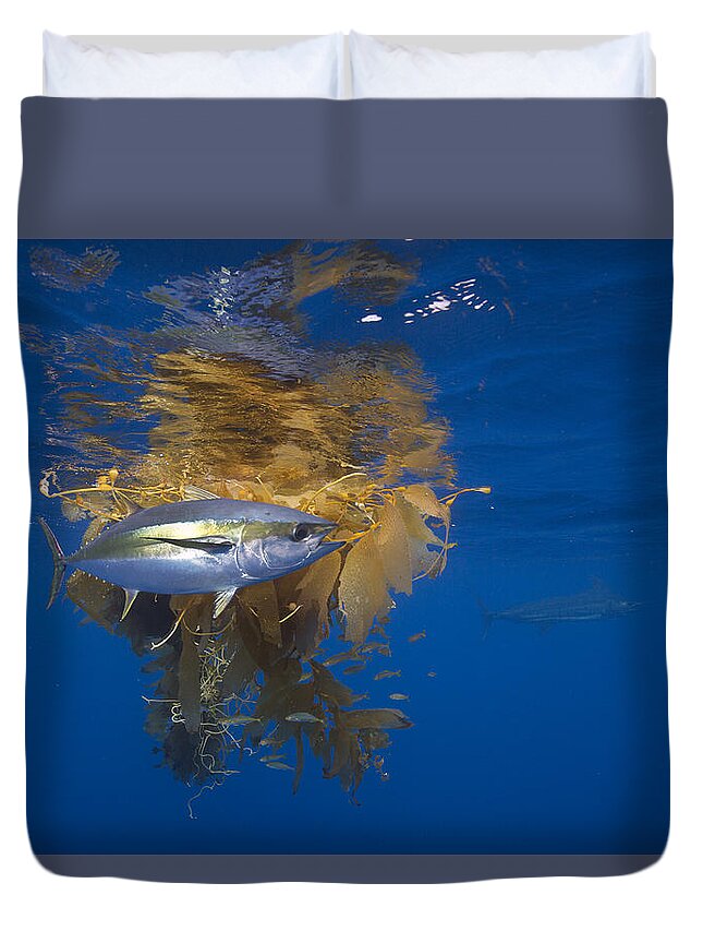 Richard Herrmann Duvet Cover featuring the photograph Yellowfin Tuna And Kelp Nine-mile Bank by Richard Herrmann