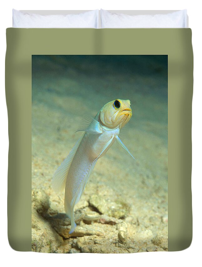 Yellowhead Jawfish Duvet Cover featuring the photograph Yellowhead Jawfish by Andrew J. Martinez
