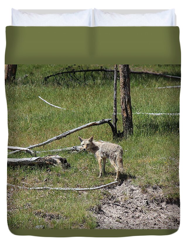 Coyote Duvet Cover featuring the photograph Yellowstone Coyote by Josh Bryant
