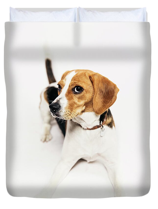 Belgium Duvet Cover featuring the photograph Young Beagle In The Studio by Kevin Vandenberghe