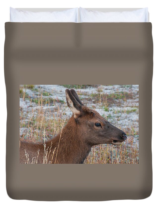 Wyoming Duvet Cover featuring the photograph Young Elk Calf by Brenda Jacobs