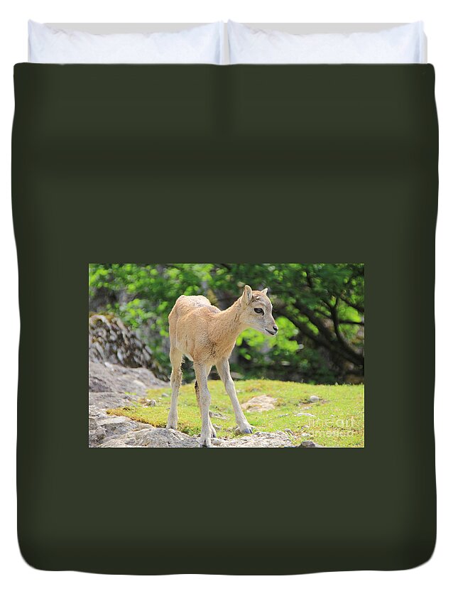 Animal Duvet Cover featuring the photograph Young Goat by Amanda Mohler