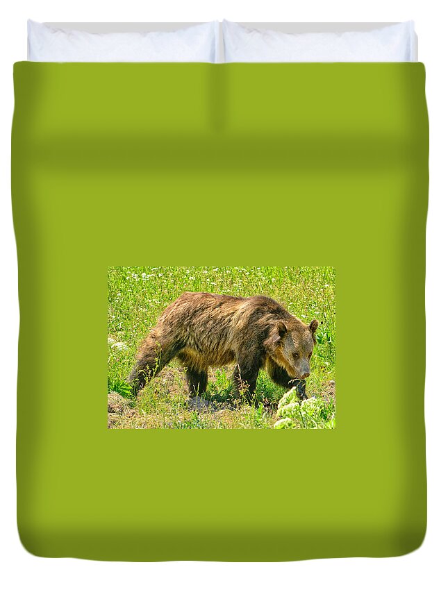 Grizzly Duvet Cover featuring the photograph Young Grizzly Bear by Greg Norrell