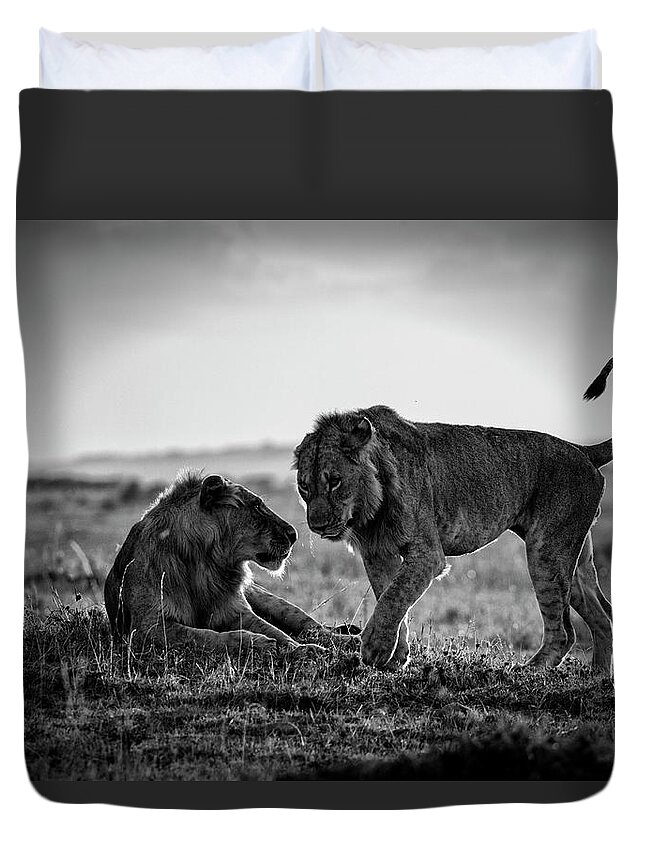 Kenya Duvet Cover featuring the photograph Young Male African Lions Greeting by Mike Hill