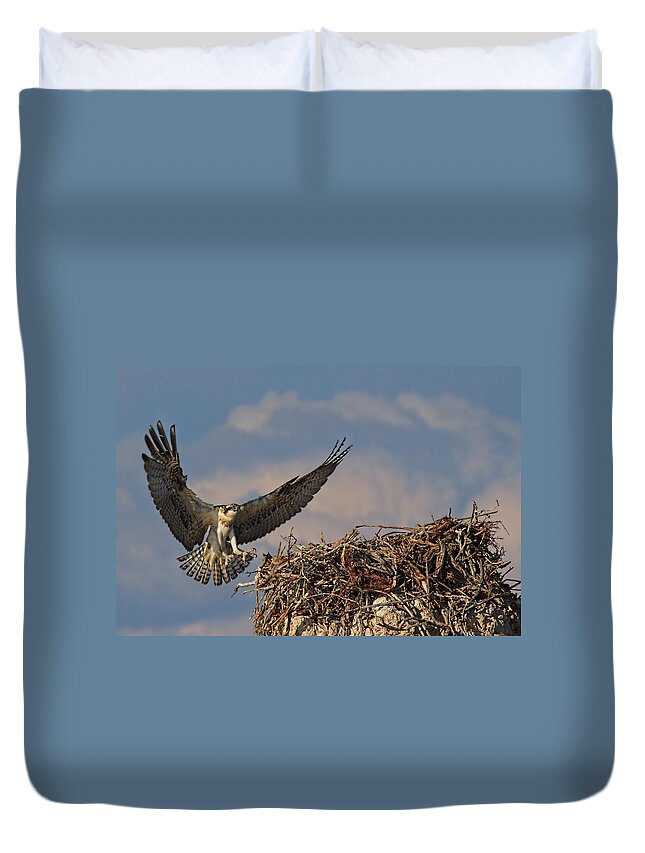 Osprey Duvet Cover featuring the photograph Young Osprey by Beth Sargent