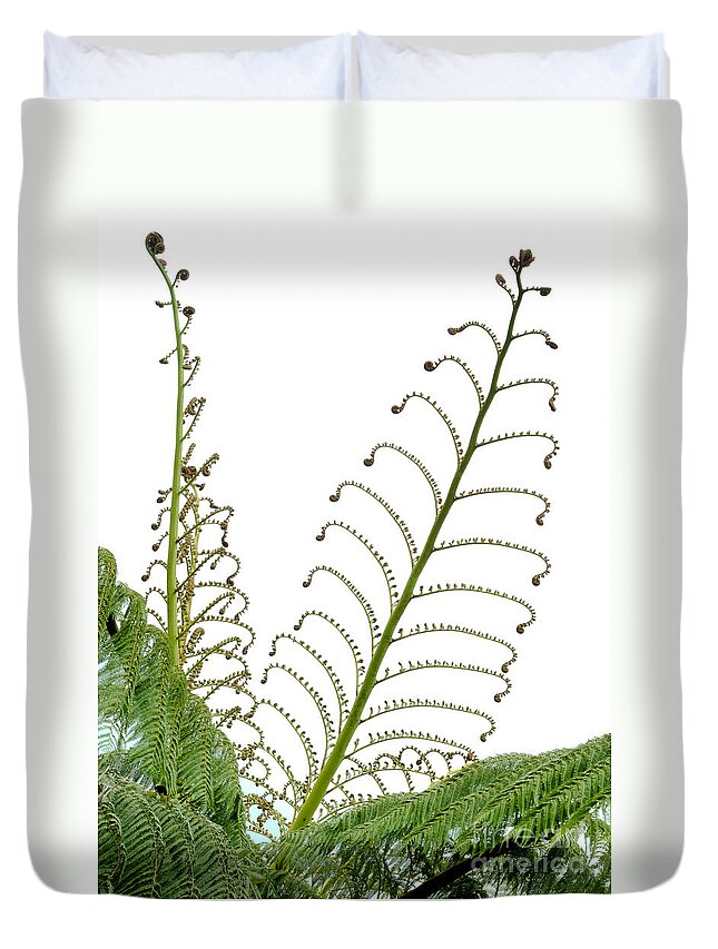Botanical Duvet Cover featuring the photograph Young spring fronds of silver tree fern on white by Stephan Pietzko
