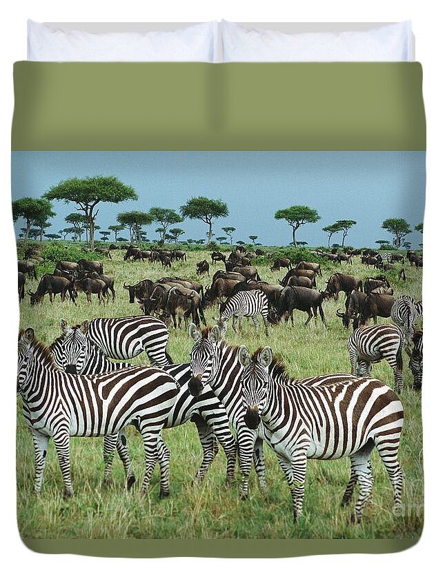 00344933 Duvet Cover featuring the photograph Zebras And Wildebeest Grazing by Yva Momatiuk and John Eastcott