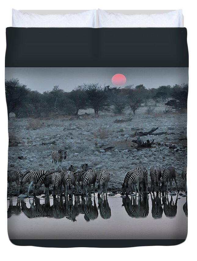 Scenics Duvet Cover featuring the photograph Zebra Drinking Water At Sunset, Etosha by John Wang