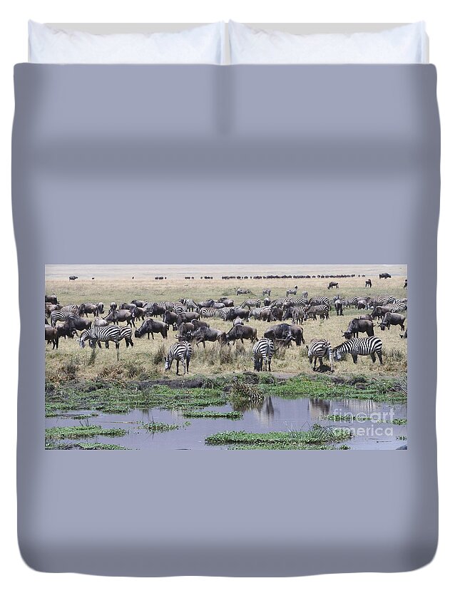 Herbivores Duvet Cover featuring the photograph Zebras and Wildebeest Grazing Tom Wurl by Tom Wurl