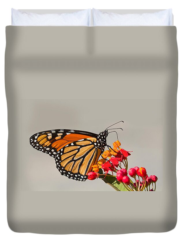  Monarch Duvet Cover featuring the photograph Monarch butterfly by Mircea Costina Photography