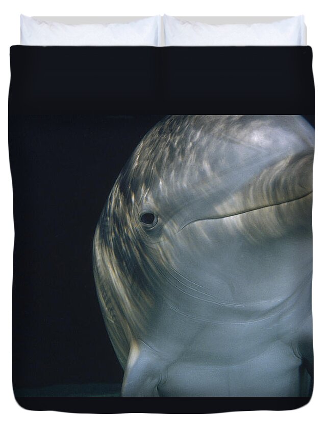 00087652 Duvet Cover featuring the photograph Bottlenose Dolphin Portrait Hawaii #1 by Flip Nicklin