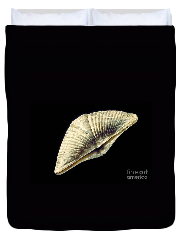 Animal Duvet Cover featuring the photograph Brachiopod Fossil #1 by Ted Kinsman