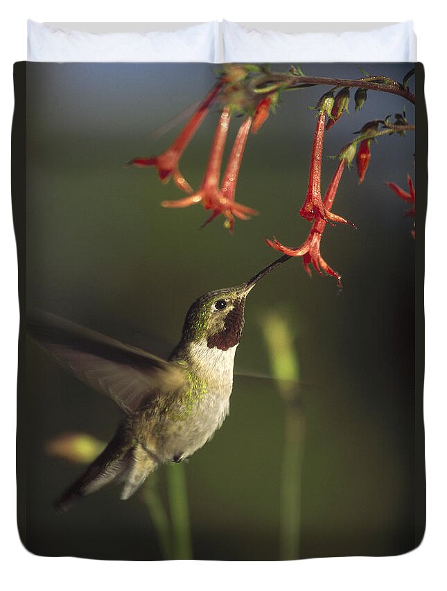00170200 Duvet Cover featuring the photograph Broad Tailed Hummingbird Feeding #1 by Tim Fitzharris