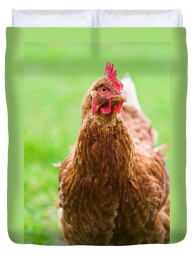 Animal Duvet Cover featuring the photograph Brown hen on a lawn #1 by U Schade