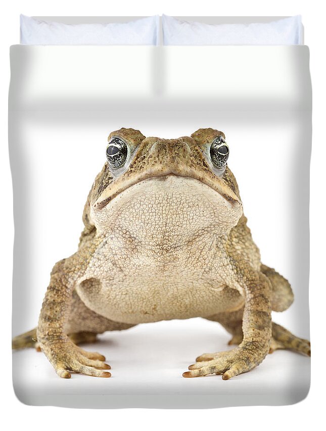 00478906 Duvet Cover featuring the photograph Cane Toad La Selva Costa Rica #1 by Piotr Naskrecki