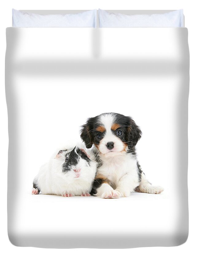 Nature Duvet Cover featuring the photograph Cavalier King Charles Spaniel Pup #1 by Mark Taylor