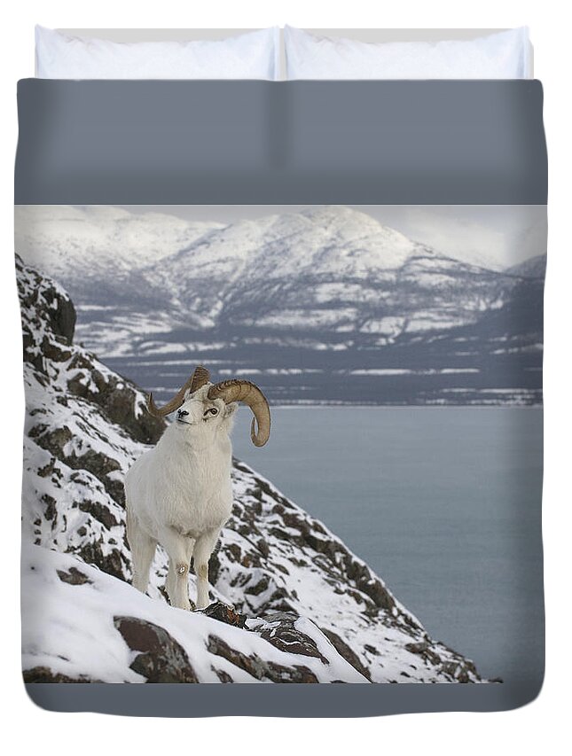 Mp Duvet Cover featuring the photograph Dall Sheep Ovis Dalli Ram, Yukon #1 by Michael Quinton