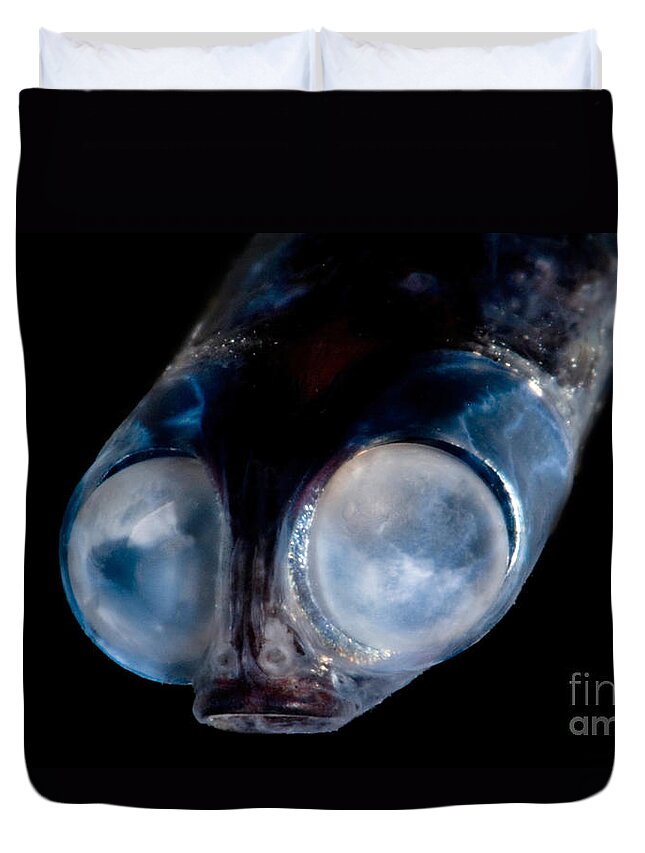Google Eye Duvet Cover featuring the photograph Deep-sea Google-eye #1 by Dant Fenolio