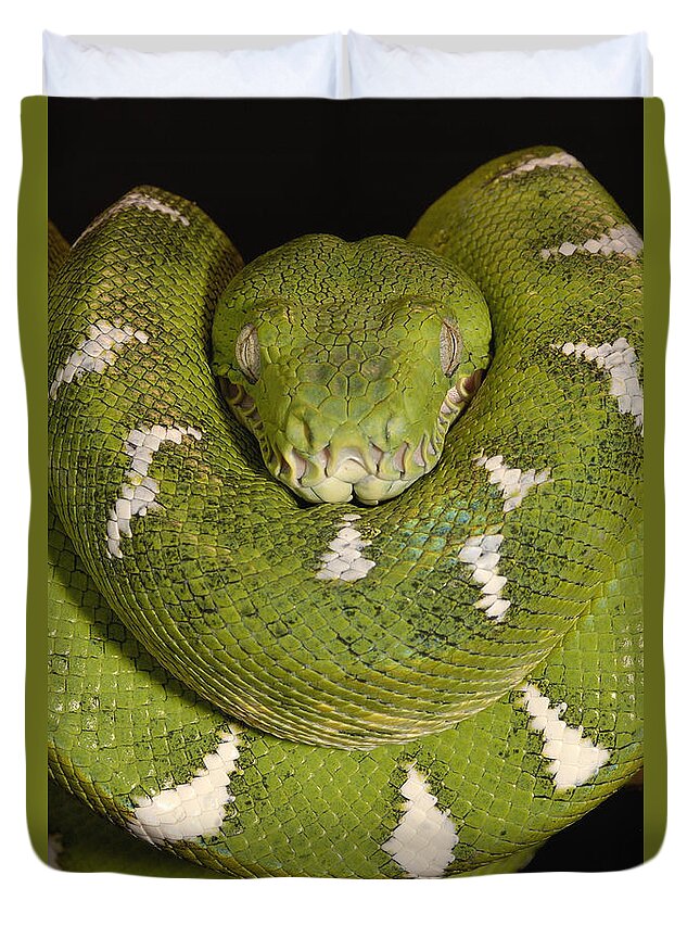 Mp Duvet Cover featuring the photograph Emerald Tree Boa Corallus Caninus #1 by Pete Oxford