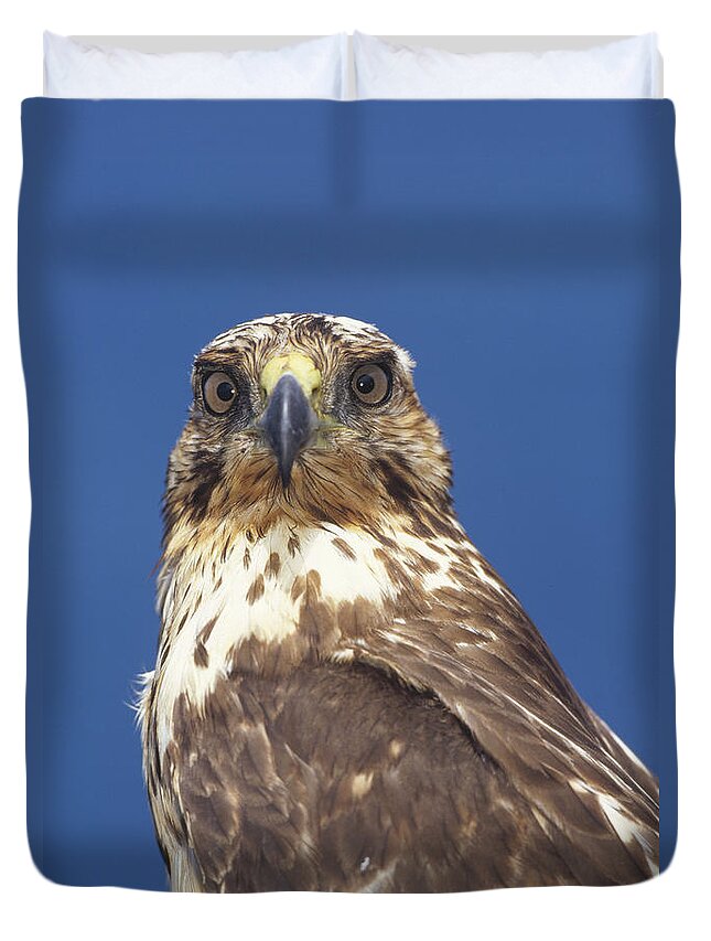Mp Duvet Cover featuring the photograph Galapagos Hawk Buteo Galapagoensis #1 by Tui De Roy