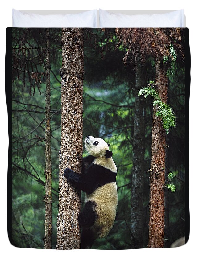 Mp Duvet Cover featuring the photograph Giant Panda Ailuropoda Melanoleuca #1 by Cyril Ruoso
