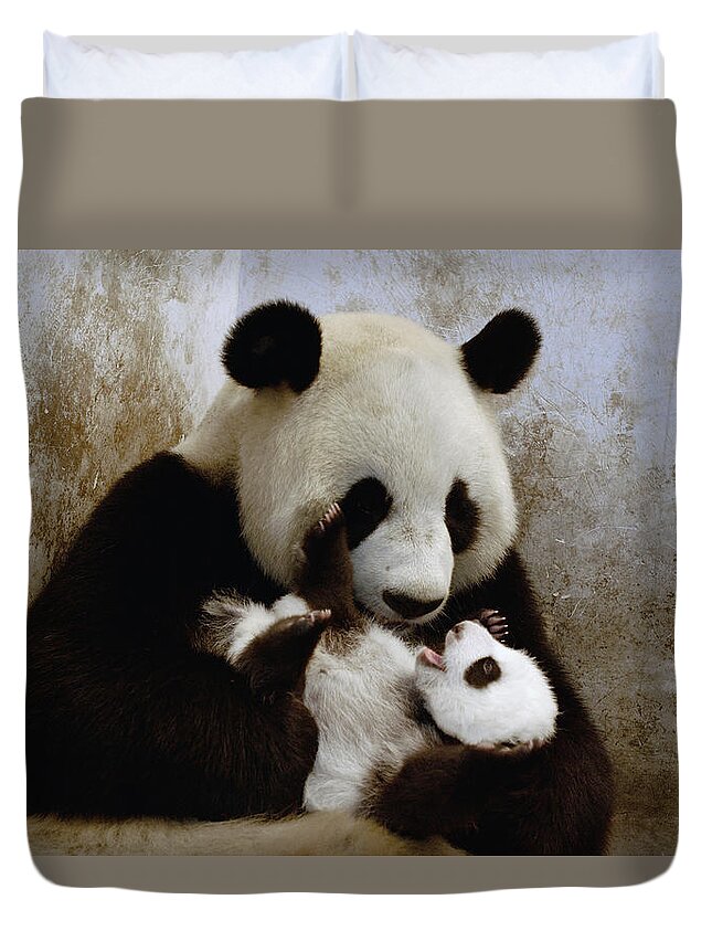 Mp Duvet Cover featuring the photograph Giant Panda Ailuropoda Melanoleuca #1 by Katherine Feng