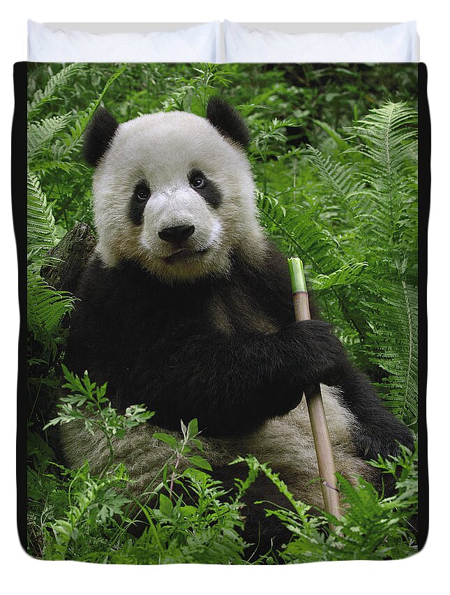 Mp Duvet Cover featuring the photograph Giant Panda Ailuropoda Melanoleuca #1 by Pete Oxford