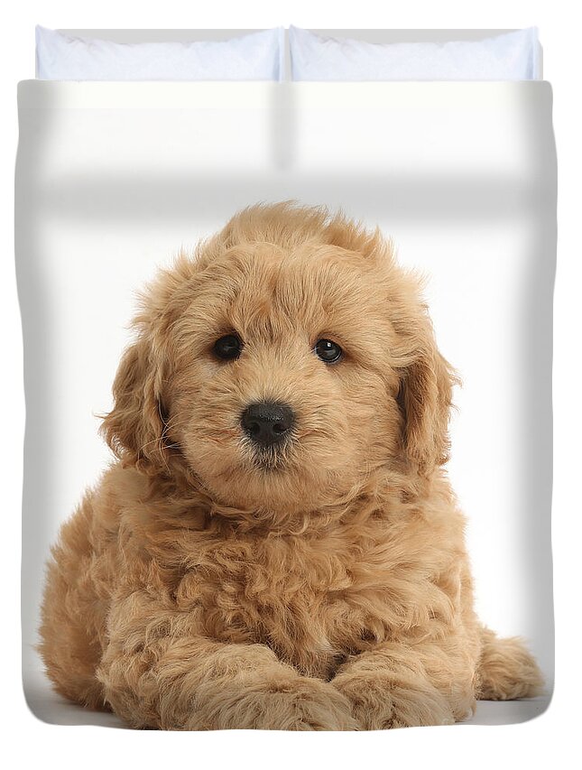 Nature Duvet Cover featuring the photograph Goldendoodle Puppy by Mark Taylor