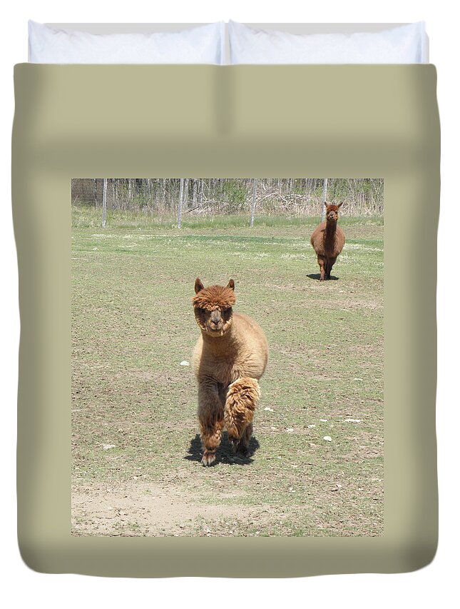 Alpaca Duvet Cover featuring the photograph Here we come by Kim Galluzzo Wozniak
