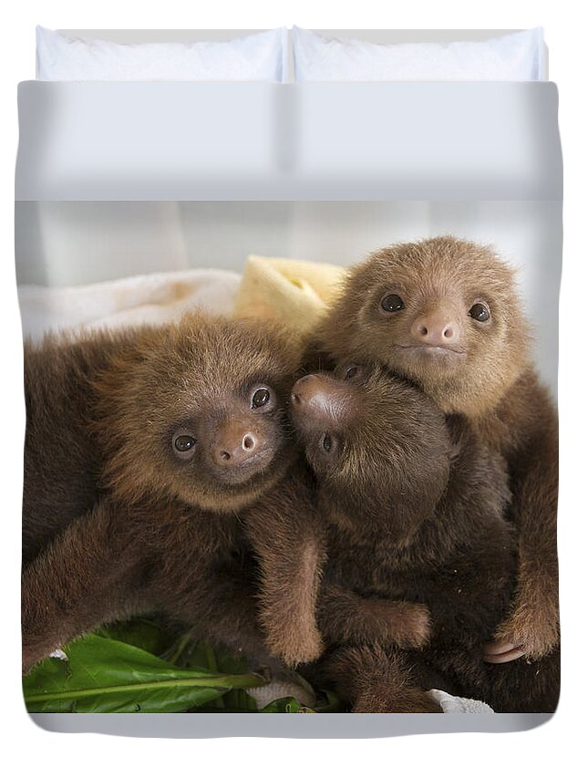 Mp Duvet Cover featuring the photograph Hoffmanns Two-toed Sloth Choloepus by Suzi Eszterhas
