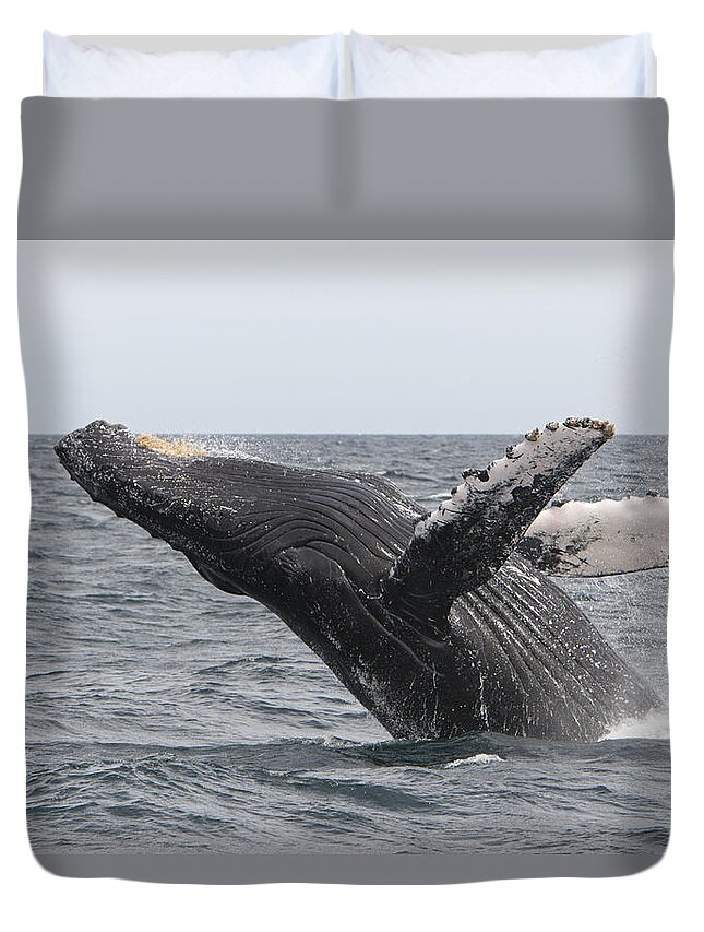 00448009 Duvet Cover featuring the photograph Humpback Whale Breaching Baja #1 by Suzi Eszterhas